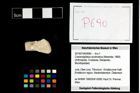 Foto (Objekt + Etikett) von Cracensigillatus acutirostrus (Moericke, 1889)  (NHMW-GEO-2014-0194-0690)